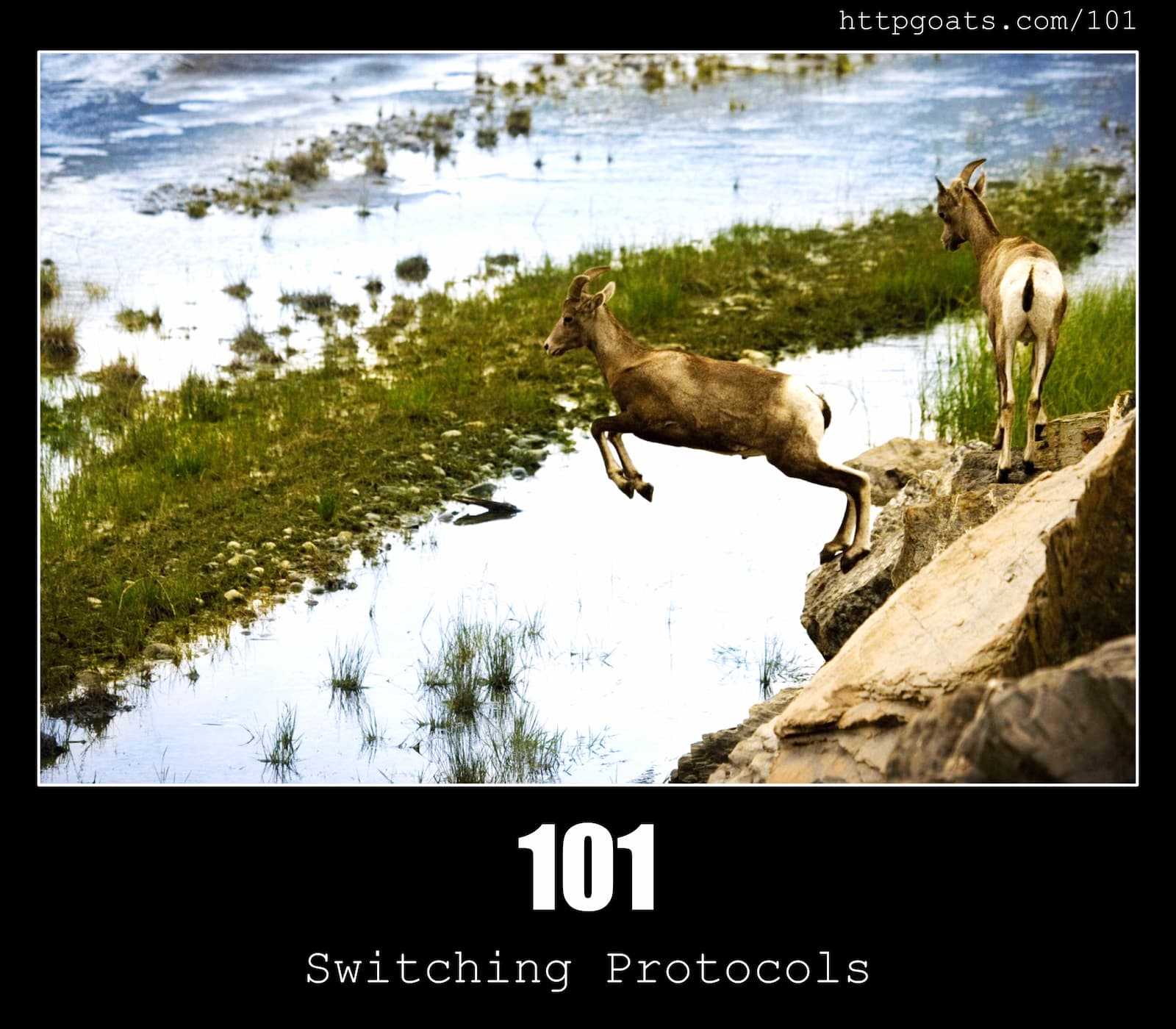 HTTP Status Code 101 Switching Protocols & Goats