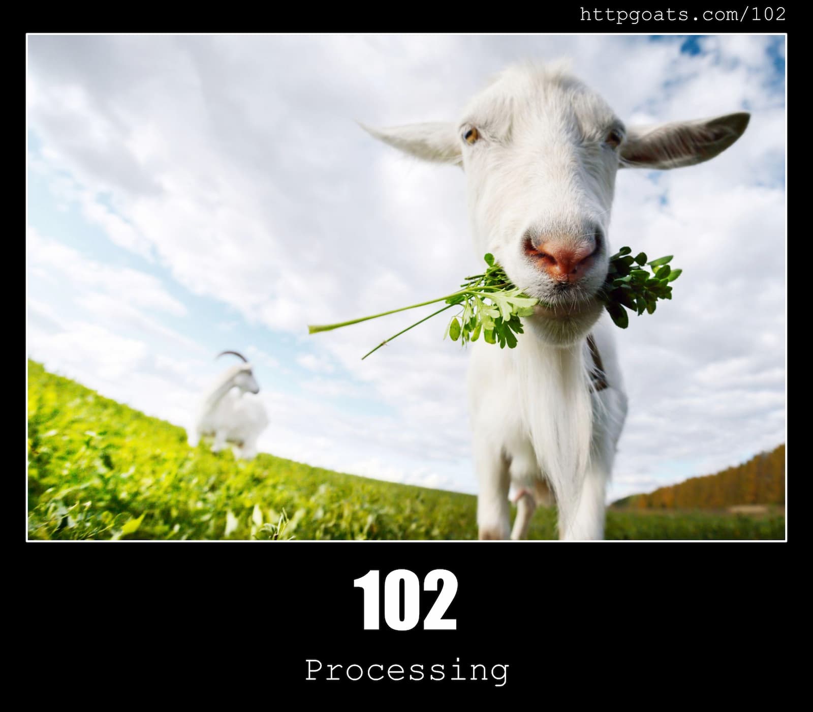 HTTP Status Code 102 Processing & Goats