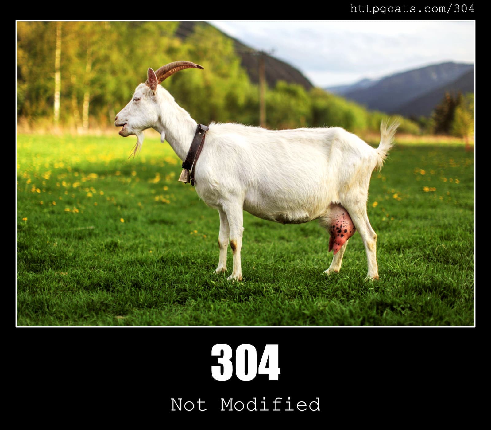 HTTP Status Code 304 Not Modified & Goats