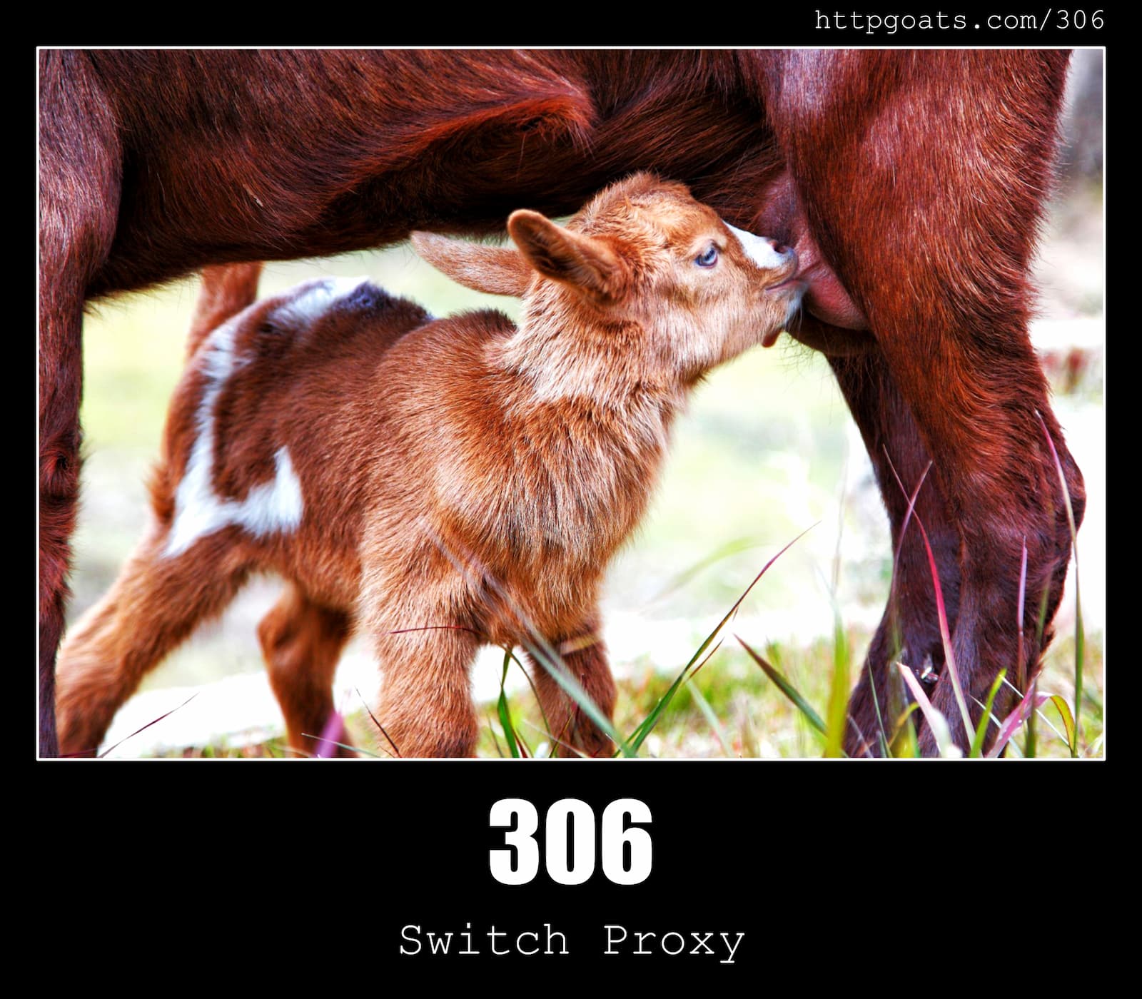 HTTP Status Code 306 Switch Proxy & Goats