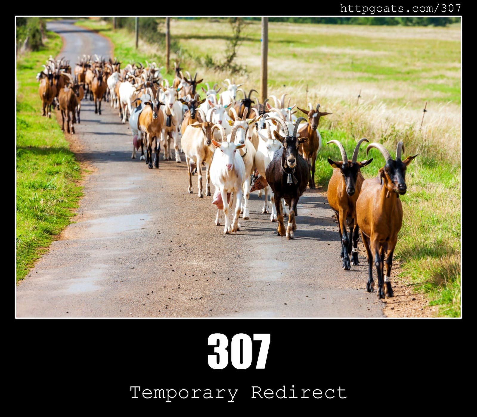 HTTP Status Code 307 Temporary Redirect & Goats