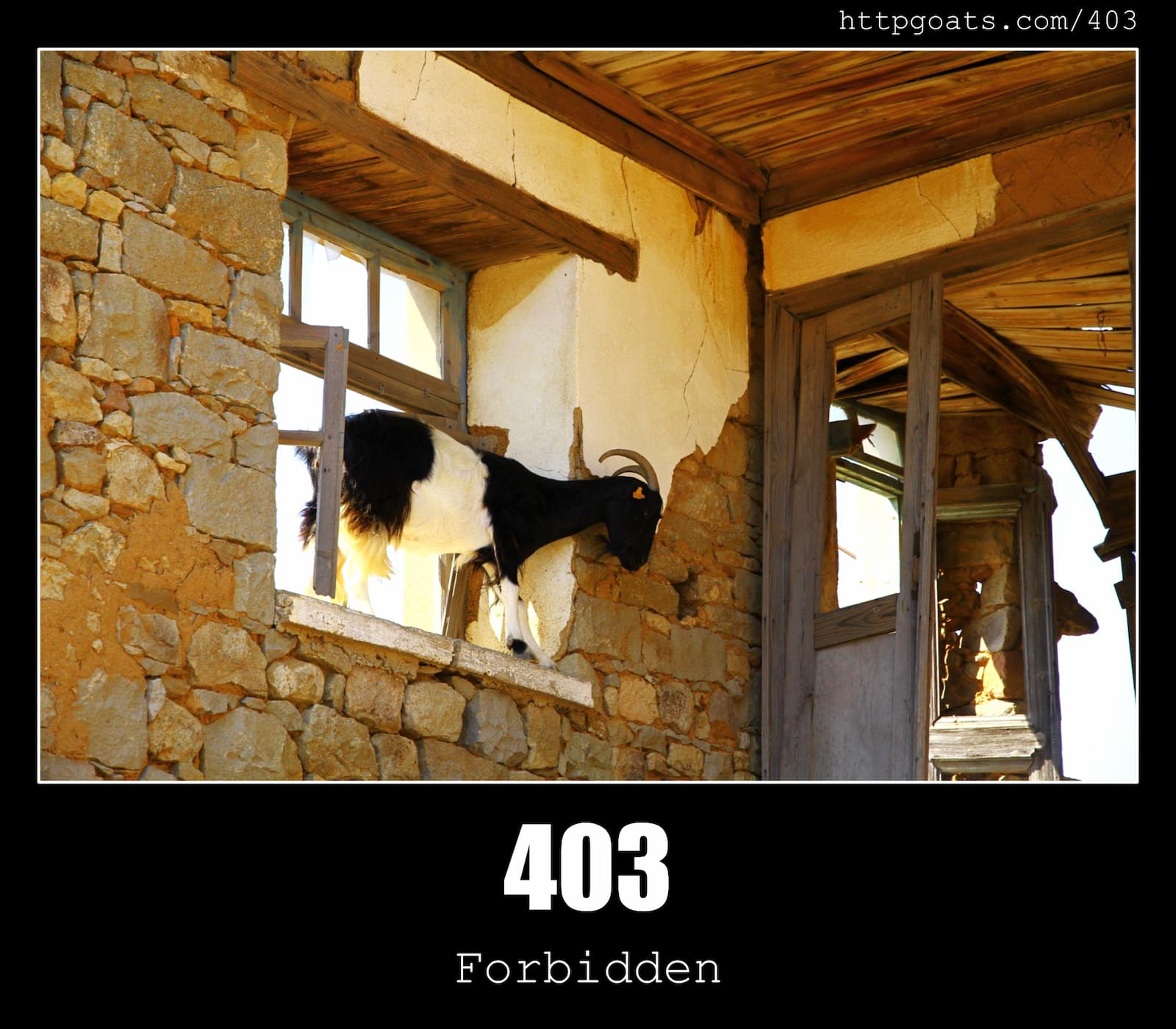 HTTP Status Code 403 Forbidden & Goats