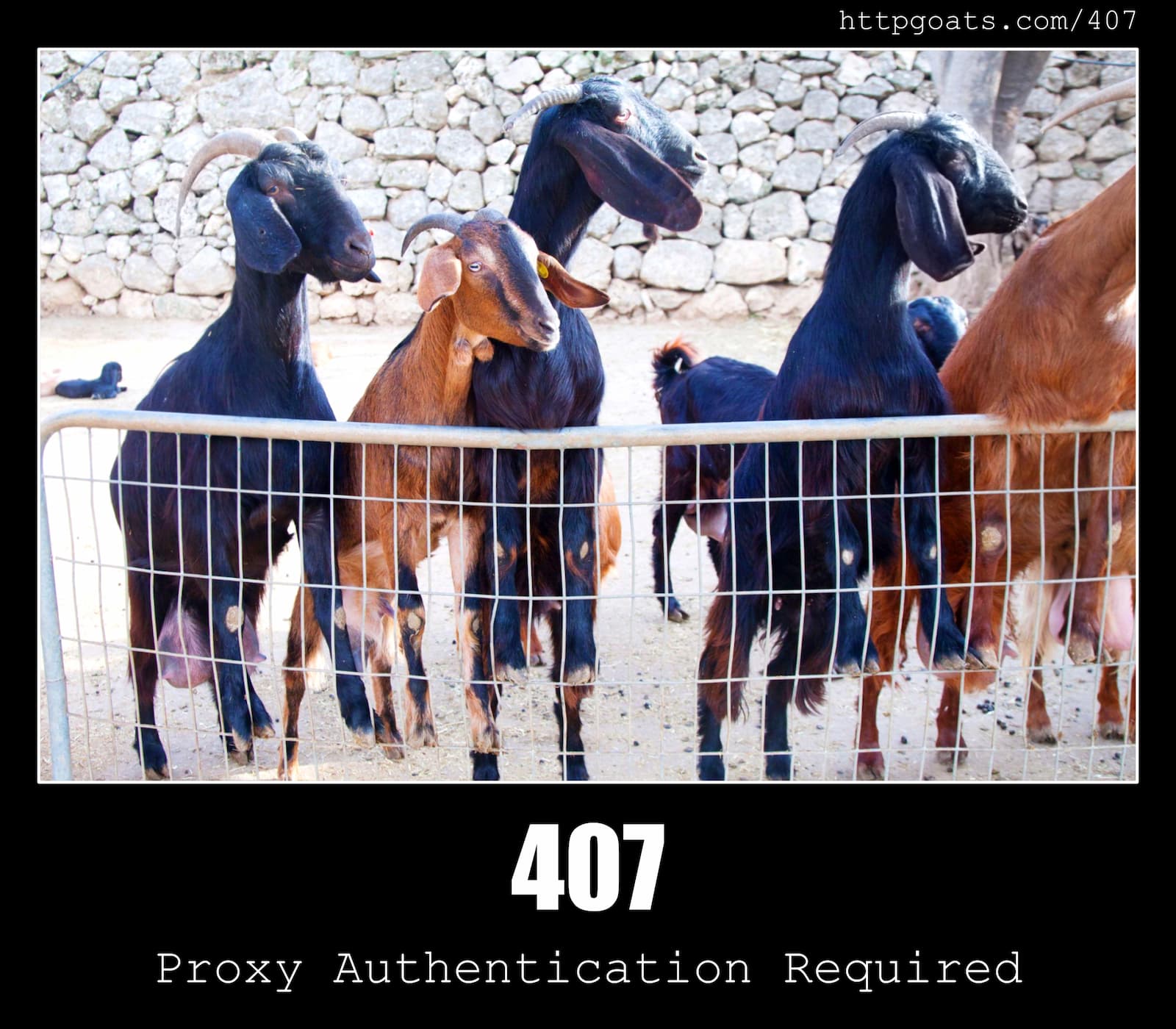 HTTP Status Code 407 Proxy Authentication Required & Goats