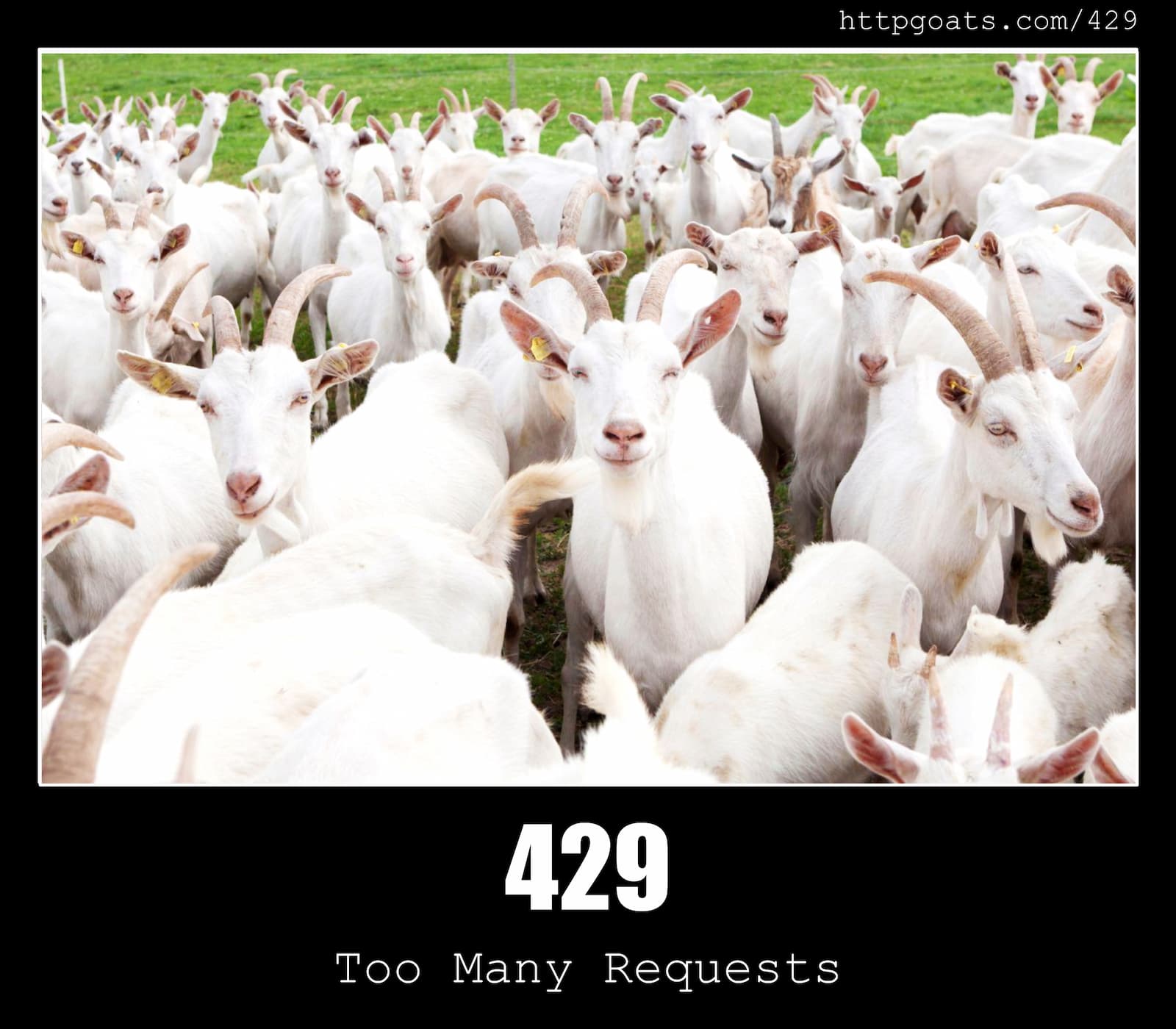 HTTP Status Code 429 Too Many Requests & Goats