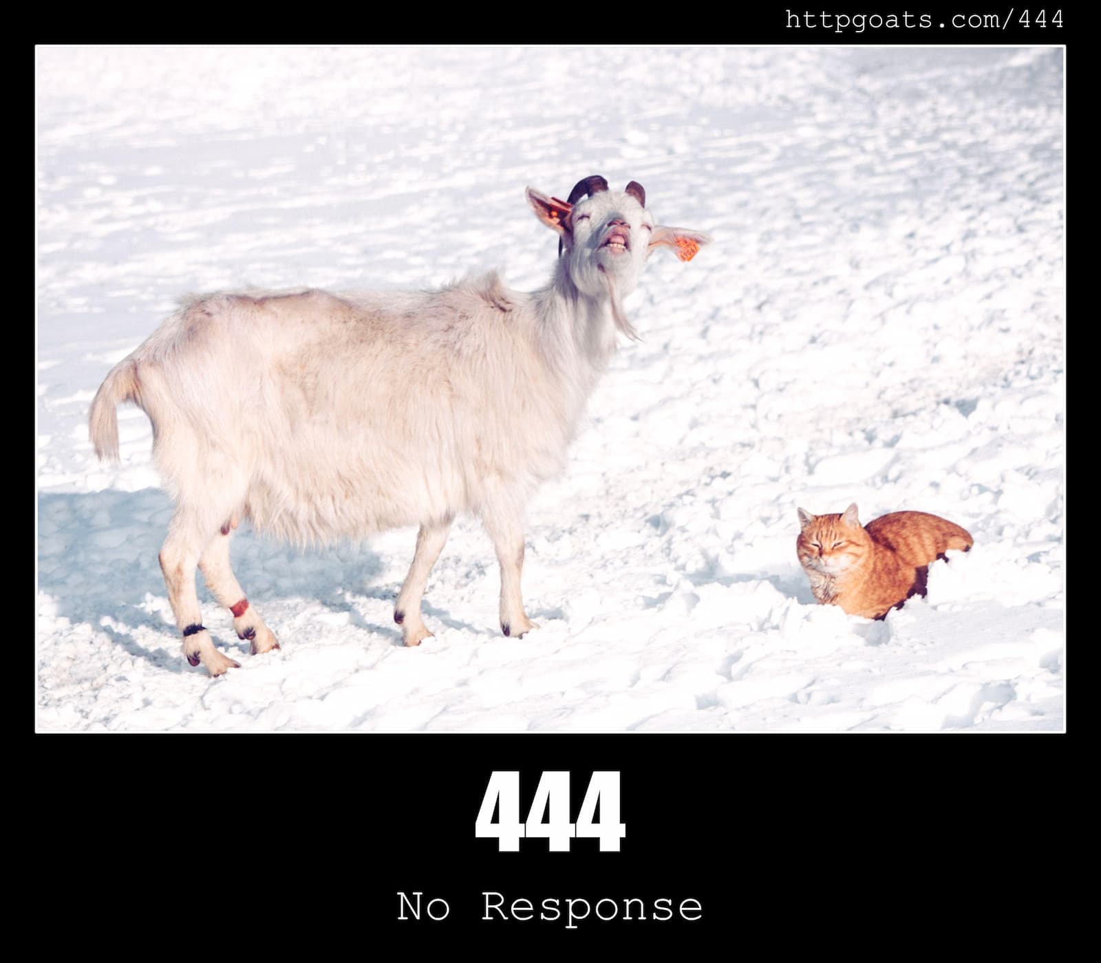 HTTP Status Code 444 No Response & Goats