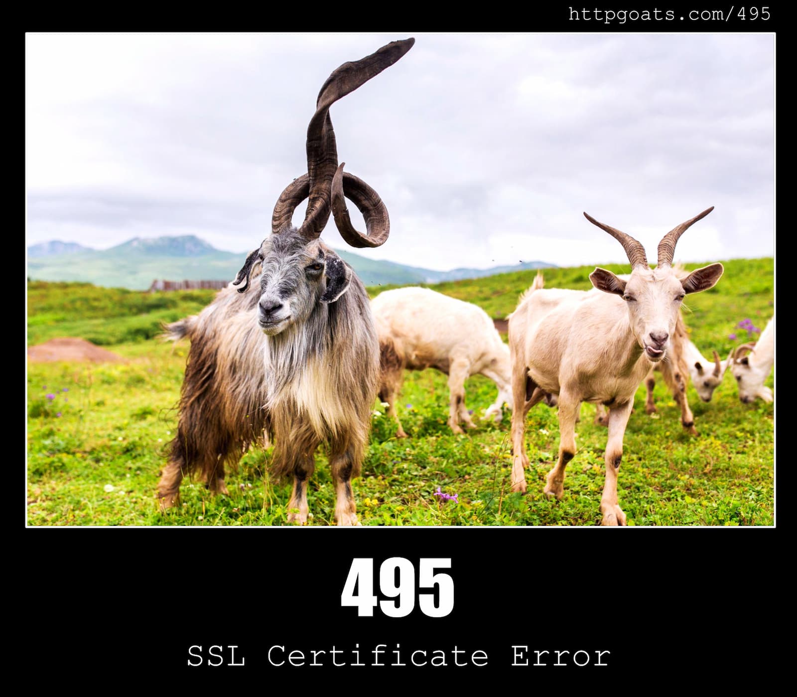 HTTP Status Code 495 SSL Certificate Error & Goats