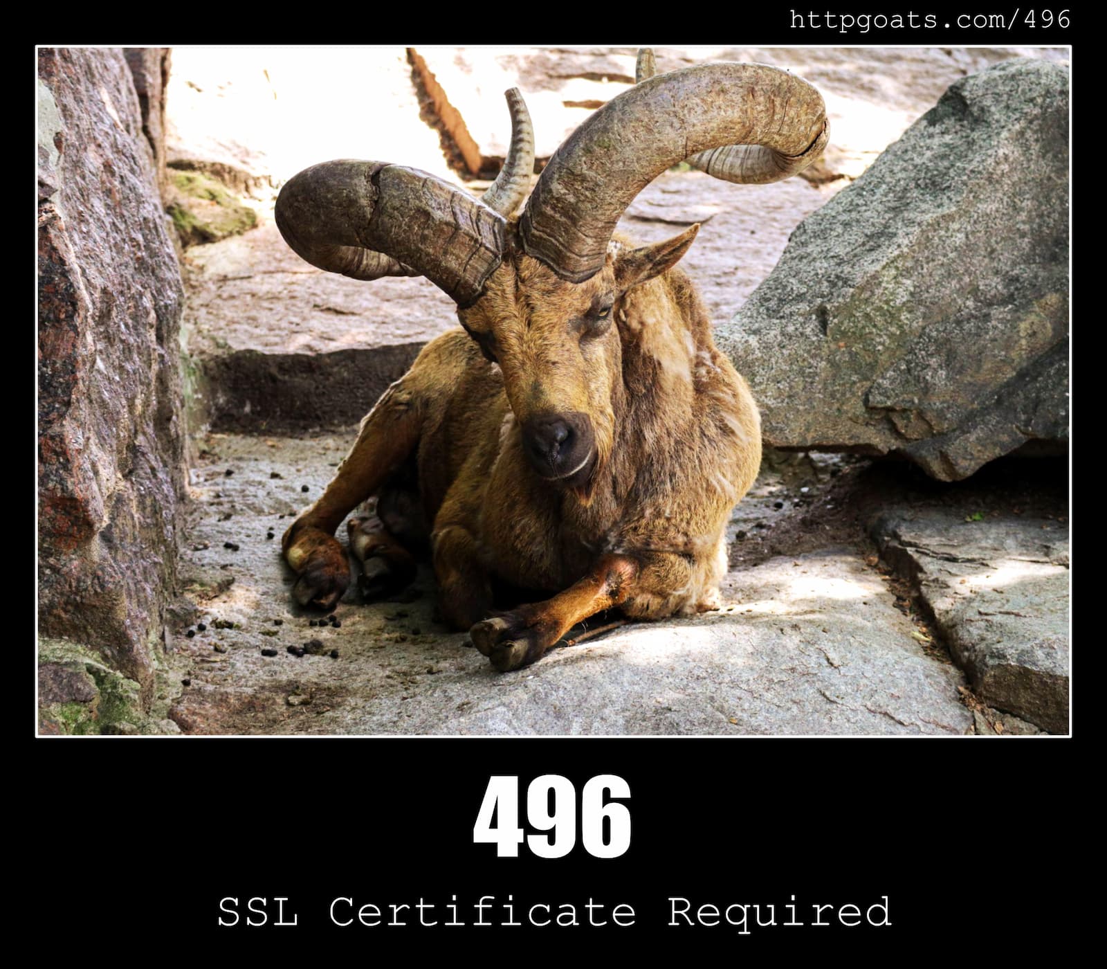 HTTP Status Code 496 SSL Certificate Required & Goats