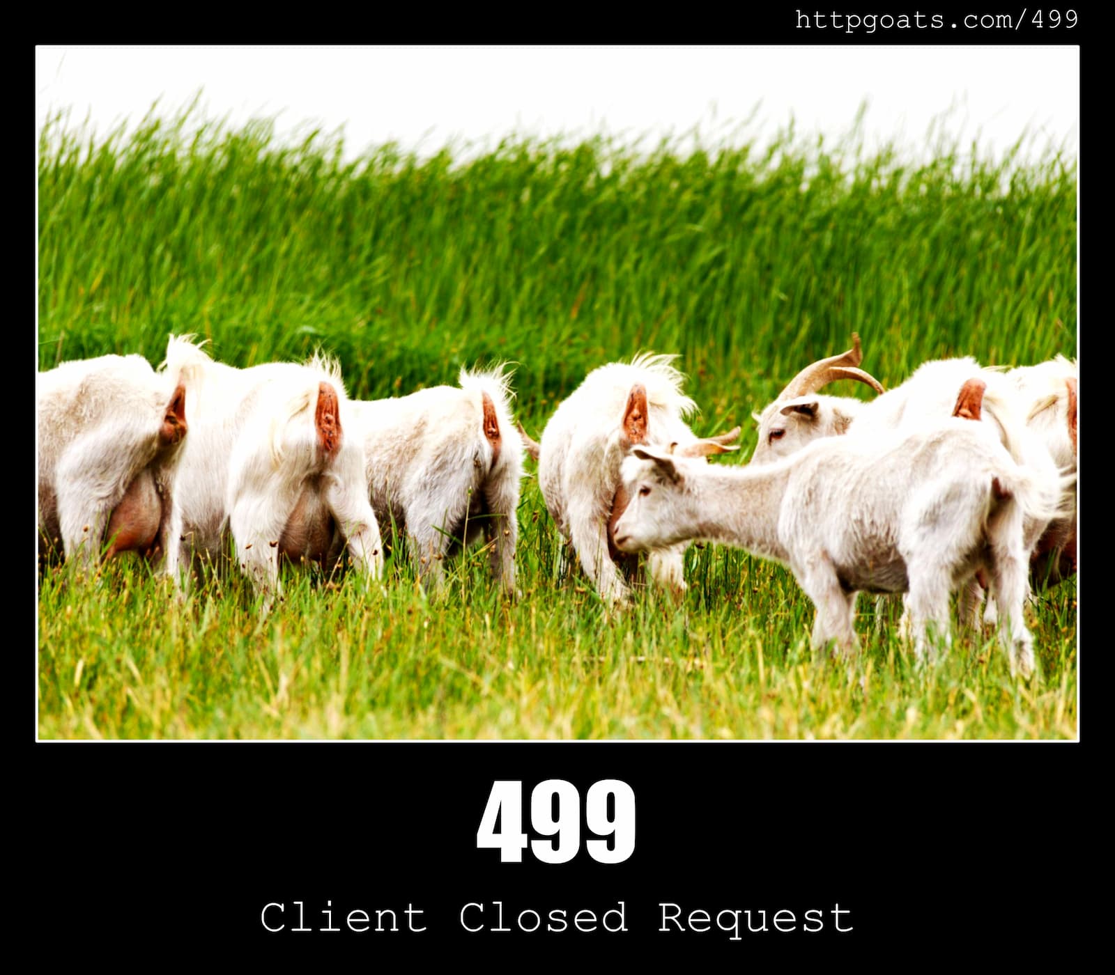 HTTP Status Code 499 Client Closed Request & Goats