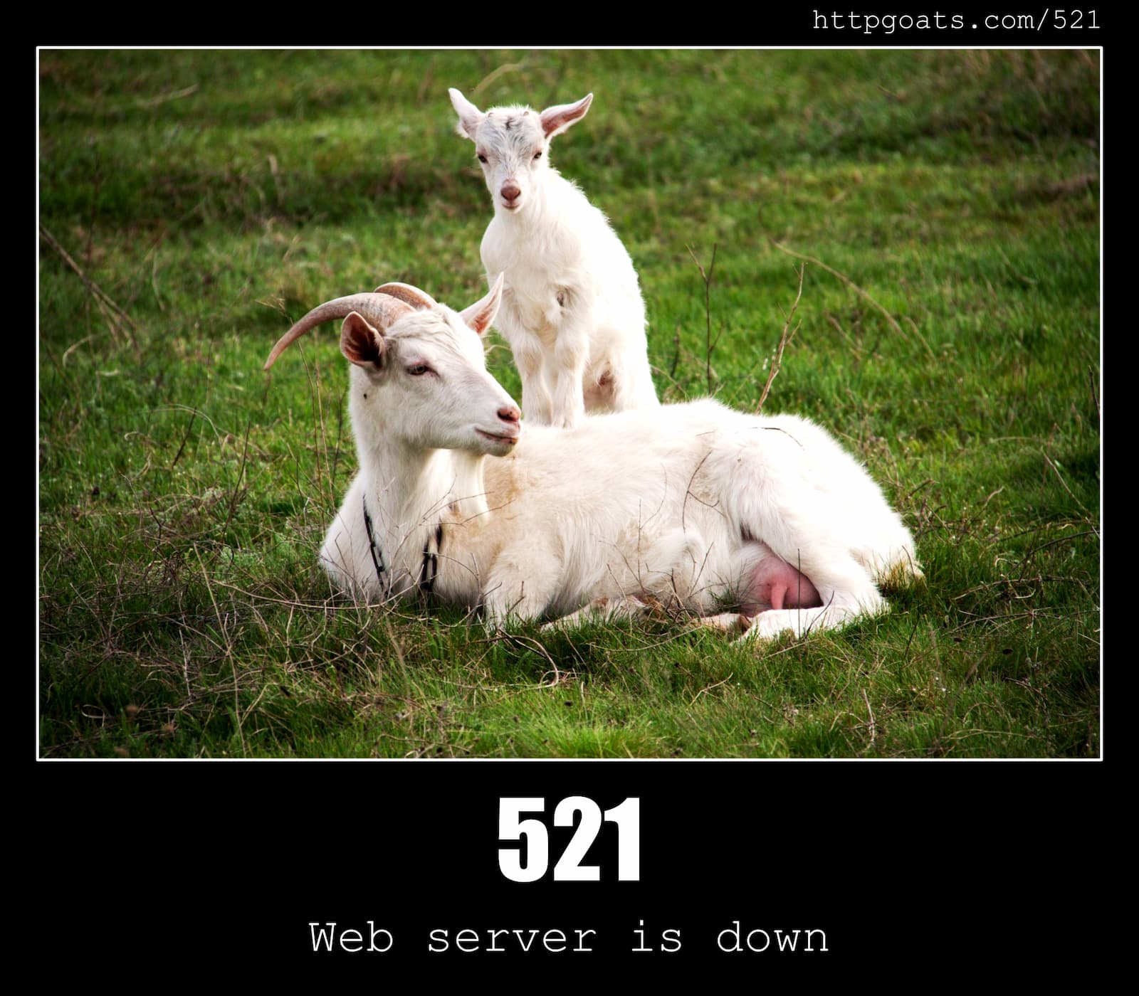HTTP Status Code 521 Web server is down & Goats