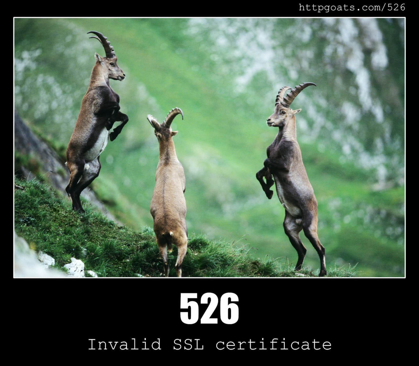 HTTP Status Code 526 Invalid SSL certificate & Goats